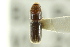  ( - CNC COLEO 00138747)  @13 [ ] CreativeCommons - Attribution (2012) CNC/CBG Photography Group Centre for Biodiversity Genomics