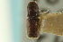  ( - CNC COLEO 00138748)  @11 [ ] CreativeCommons - Attribution (2012) CNC/CBG Photography Group Centre for Biodiversity Genomics