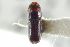 (Pseudopityophthorus granulatus - CNC COLEO 00138750)  @13 [ ] CreativeCommons - Attribution (2012) CNC/CBG Photography Group Centre for Biodiversity Genomics