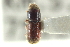  (Pseudopityophthorus granulifer - CNC COLEO 00138754)  @13 [ ] CreativeCommons - Attribution (2012) CNC/CBG Photography Group Centre for Biodiversity Genomics