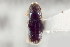  (Pseudopityophthorus hondurensis - CNC COLEO 00138757)  @11 [ ] CreativeCommons - Attribution (2012) CNC/CBG Photography Group Centre for Biodiversity Genomics