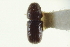  (Pityotrichus hesperius - CNC COLEO 00138759)  @13 [ ] CreativeCommons - Attribution (2012) CNC/CBG Photography Group Centre for Biodiversity Genomics
