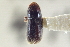  (Pseudopityophthorus pubescens - CNC COLEO 00138762)  @11 [ ] CreativeCommons - Attribution (2012) CNC/CBG Photography Group Centre for Biodiversity Genomics