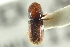  (Pseudopityophthorus opacicollis - CNC COLEO 00138767)  @11 [ ] CreativeCommons - Attribution (2012) CNC/CBG Photography Group Centre for Biodiversity Genomics