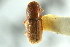  (Pseudopityophthorus pubipennis - CNC COLEO 00138769)  @13 [ ] CreativeCommons - Attribution (2012) CNC/CBG Photography Group Centre for Biodiversity Genomics