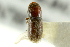  ( - CNC COLEO 00138770)  @11 [ ] CreativeCommons - Attribution (2012) CNC/CBG Photography Group Centre for Biodiversity Genomics