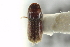  ( - CNC COLEO 00138771)  @11 [ ] CreativeCommons - Attribution (2012) CNC/CBG Photography Group Centre for Biodiversity Genomics