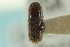  ( - CNC COLEO 00138772)  @11 [ ] CreativeCommons - Attribution (2012) CNC/CBG Photography Group Centre for Biodiversity Genomics