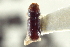  ( - CNC COLEO 00138774)  @11 [ ] CreativeCommons - Attribution (2012) CNC/CBG Photography Group Centre for Biodiversity Genomics