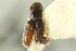  ( - CNC COLEO 00138776)  @11 [ ] CreativeCommons - Attribution (2012) CNC/CBG Photography Group Centre for Biodiversity Genomics