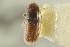  ( - CNC COLEO 00138777)  @11 [ ] CreativeCommons - Attribution (2012) CNC/CBG Photography Group Centre for Biodiversity Genomics