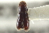  (Pseudopityophthorus xalapae - CNC COLEO 00138781)  @11 [ ] CreativeCommons - Attribution (2012) CNC/CBG Photography Group Centre for Biodiversity Genomics