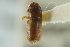  ( - CNC COLEO 00138782)  @11 [ ] CreativeCommons - Attribution (2012) CNC/CBG Photography Group Centre for Biodiversity Genomics