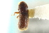  (Pseudopityophthorus yavapaii - CNC COLEO 00138783)  @11 [ ] CreativeCommons - Attribution (2012) CNC/CBG Photography Group Centre for Biodiversity Genomics