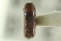  ( - CNC COLEO 00138785)  @11 [ ] CreativeCommons - Attribution (2012) CNC/CBG Photography Group Centre for Biodiversity Genomics
