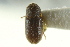  ( - CNC COLEO 00138789)  @11 [ ] CreativeCommons - Attribution (2012) CNC/CBG Photography Group Centre for Biodiversity Genomics