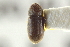  ( - CNC COLEO 00138790)  @13 [ ] CreativeCommons - Attribution (2012) CNC/CBG Photography Group Centre for Biodiversity Genomics