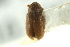  ( - CNC COLEO 00138796)  @11 [ ] CreativeCommons - Attribution (2012) CNC/CBG Photography Group Centre for Biodiversity Genomics
