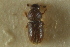  ( - CNC COLEO 00138803)  @11 [ ] CreativeCommons - Attribution (2012) CNC/CBG Photography Group Centre for Biodiversity Genomics