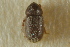  ( - CNC COLEO 00138806)  @11 [ ] CreativeCommons - Attribution (2012) CNC/CBG Photography Group Centre for Biodiversity Genomics