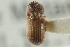  ( - CNC COLEO 00138836)  @11 [ ] CreativeCommons - Attribution (2012) CNC/CBG Photography Group Centre for Biodiversity Genomics
