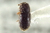  ( - CNC COLEO 00138854)  @11 [ ] CreativeCommons - Attribution (2012) CNC/CBG Photography Group Centre for Biodiversity Genomics