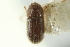  ( - CNC COLEO 00138858)  @11 [ ] CreativeCommons - Attribution (2012) CNC/CBG Photography Group Centre for Biodiversity Genomics