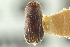  ( - CNC COLEO 00138860)  @11 [ ] CreativeCommons - Attribution (2012) CNC/CBG Photography Group Centre for Biodiversity Genomics