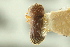  ( - CNC COLEO 00138861)  @11 [ ] CreativeCommons - Attribution (2012) CNC/CBG Photography Group Centre for Biodiversity Genomics
