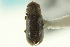  ( - CNC COLEO 00138864)  @11 [ ] CreativeCommons - Attribution (2012) CNC/CBG Photography Group Centre for Biodiversity Genomics