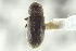  ( - CNC COLEO 00138865)  @11 [ ] CreativeCommons - Attribution (2012) CNC/CBG Photography Group Centre for Biodiversity Genomics
