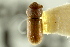  ( - CNC COLEO 00138872)  @11 [ ] CreativeCommons - Attribution (2012) CNC/CBG Photography Group Centre for Biodiversity Genomics