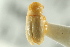  ( - CNC COLEO 00138883)  @12 [ ] CreativeCommons - Attribution (2012) CNC/CBG Photography Group Centre for Biodiversity Genomics