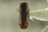  ( - CNC COLEO 00138888)  @11 [ ] CreativeCommons - Attribution (2012) CNC/CBG Photography Group Centre for Biodiversity Genomics