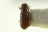  ( - CNC COLEO 00138893)  @11 [ ] CreativeCommons - Attribution (2012) CNC/CBG Photography Group Centre for Biodiversity Genomics