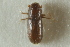  (Crypturgus cribrellus - CNC COLEO 00138896)  @11 [ ] CreativeCommons - Attribution (2012) CNC/CBG Photography Group Centre for Biodiversity Genomics