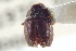  (Acacicis - CNC COLEO 00138904)  @11 [ ] CreativeCommons - Attribution (2012) CNC/CBG Photography Group Centre for Biodiversity Genomics