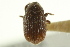  (Diamerus pulverulentus - CNC COLEO 00138905)  @11 [ ] CreativeCommons - Attribution (2012) CNC/CBG Photography Group Centre for Biodiversity Genomics