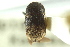  (Strombophorus - CNC COLEO 00138906)  @11 [ ] CreativeCommons - Attribution (2012) CNC/CBG Photography Group Centre for Biodiversity Genomics