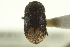  ( - CNC COLEO 00138908)  @11 [ ] CreativeCommons - Attribution (2012) CNC/CBG Photography Group Centre for Biodiversity Genomics