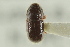  ( - CNC COLEO 00138910)  @11 [ ] CreativeCommons - Attribution (2012) CNC/CBG Photography Group Centre for Biodiversity Genomics