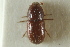  ( - CNC COLEO 00138911)  @11 [ ] CreativeCommons - Attribution (2012) CNC/CBG Photography Group Centre for Biodiversity Genomics