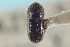  ( - CNC COLEO 00138913)  @11 [ ] CreativeCommons - Attribution (2012) CNC/CBG Photography Group Centre for Biodiversity Genomics