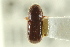  ( - CNC COLEO 00138914)  @11 [ ] CreativeCommons - Attribution (2012) CNC/CBG Photography Group Centre for Biodiversity Genomics