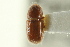  ( - CNC COLEO 00138915)  @11 [ ] CreativeCommons - Attribution (2012) CNC/CBG Photography Group Centre for Biodiversity Genomics