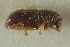  ( - CNC COLEO 00138917)  @11 [ ] CreativeCommons - Attribution (2012) CNC/CBG Photography Group Centre for Biodiversity Genomics