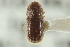  (Coccotrypes dactyliperda - CNC COLEO 00138918)  @12 [ ] CreativeCommons - Attribution (2012) CNC/CBG Photography Group Centre for Biodiversity Genomics