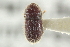  ( - CNC COLEO 00138920)  @11 [ ] CreativeCommons - Attribution (2012) CNC/CBG Photography Group Centre for Biodiversity Genomics