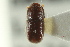  ( - CNC COLEO 00138921)  @11 [ ] CreativeCommons - Attribution (2012) CNC/CBG Photography Group Centre for Biodiversity Genomics