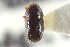  (Coccotrypes distinctus - CNC COLEO 00138923)  @11 [ ] CreativeCommons - Attribution (2012) CNC/CBG Photography Group Centre for Biodiversity Genomics
